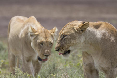 免费野生漫游非洲狮子