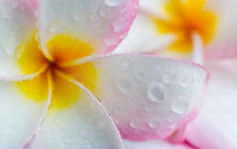 热带 美丽的 花的 春天 粉红色 夏威夷 夏天 花瓣 巴厘岛