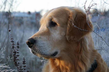 金毛猎犬向一边看，他的头