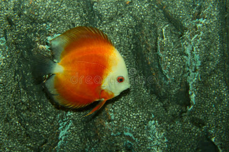 美丽的 宠物 神仙鱼 特写镜头 闲暇 天使 多种 颜色 潜水