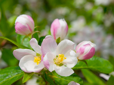 樱花和花蕾