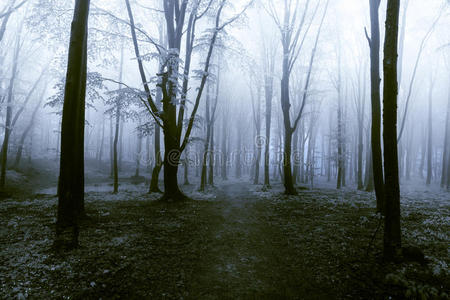 在有雾的森林中有可见根的深色树