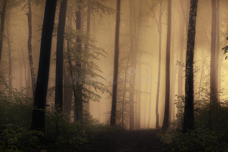 神秘雾林