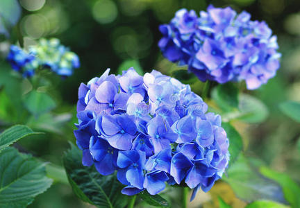 花瓣 开花 颜色 植物区系 自然 盛开 美丽的 植物 紫色