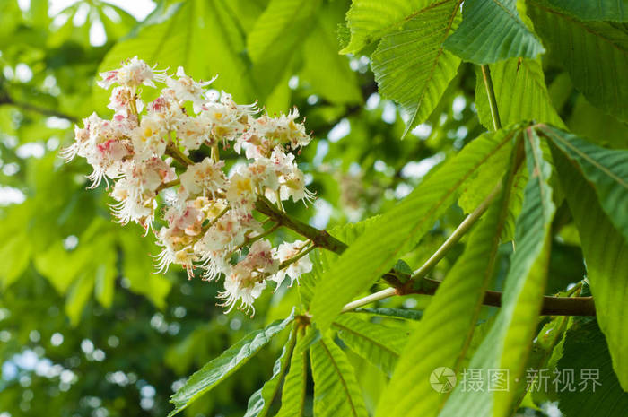 春天开着栗子树的花 马栗树果花