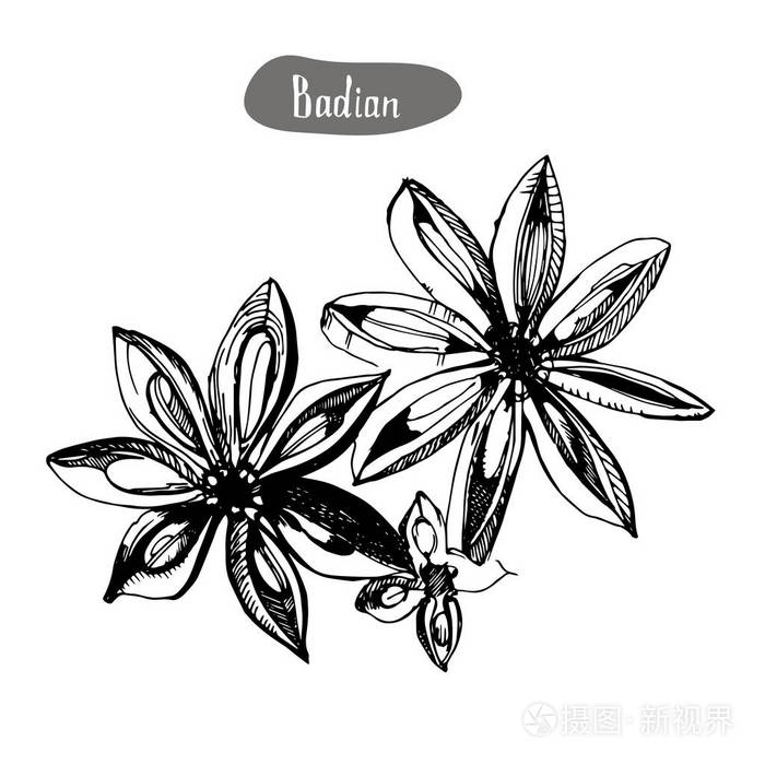 八角或巴贝多手画素描.雕刻风格香料和香精对象