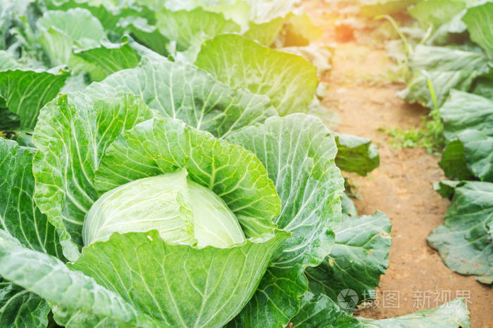收获田里的新鲜卷心菜卷心菜正在花园里生长有机蔬菜背景在新鲜空气