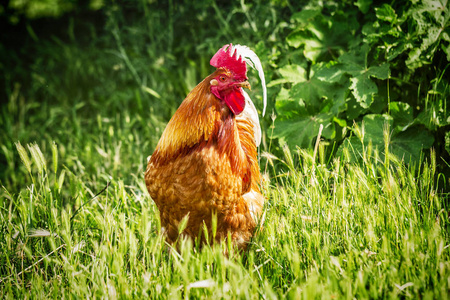大红公鸡在一个自由的农场图片