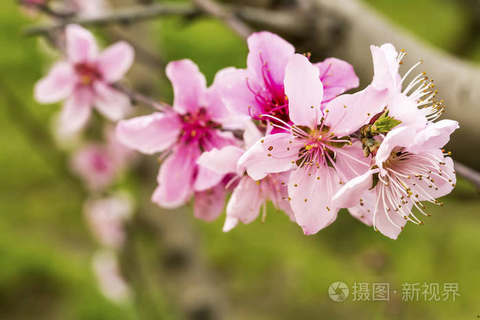桃树开花