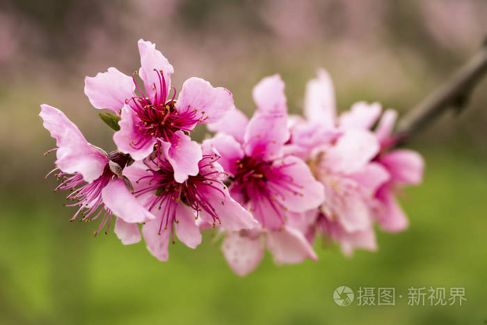 桃树开花
