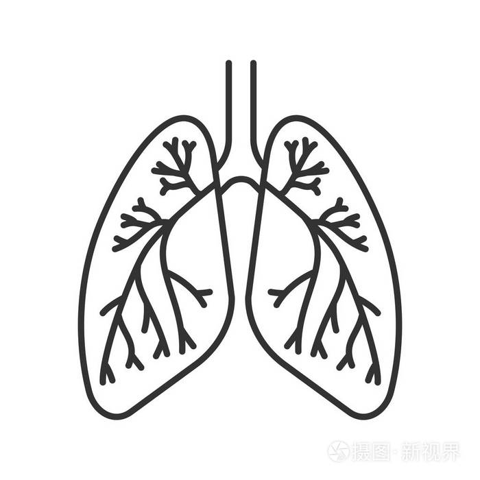 人肺支气管和细支气管线性图标. 细线插图. 呼吸系统解剖. 轮廓符号.