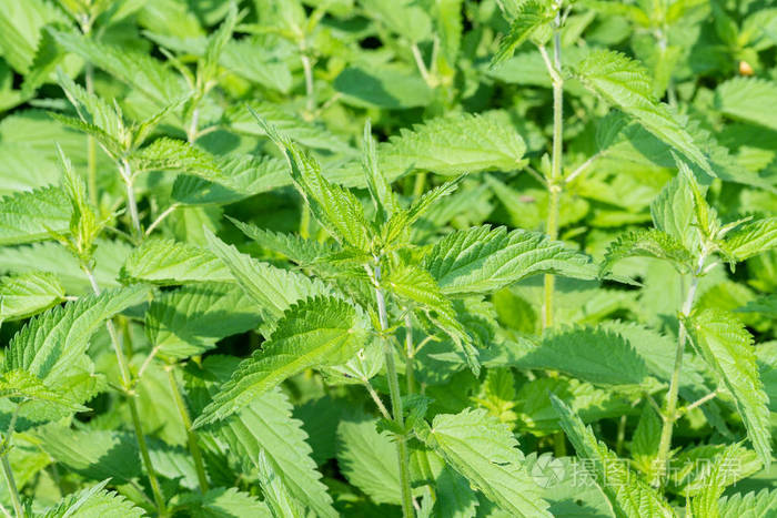 荨麻常称普通荨麻刺荨麻或荨麻叶. 特写镜头. 选择性聚焦.