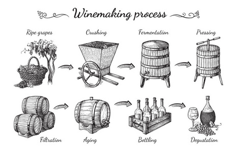 葡萄酒生产过程图片