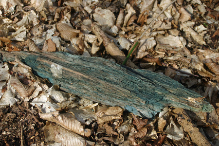 绿色染色的死木很可能是由绿色EL FCUP氯菌属真菌引起的。 林地枯叶和枯叶的背景。照片