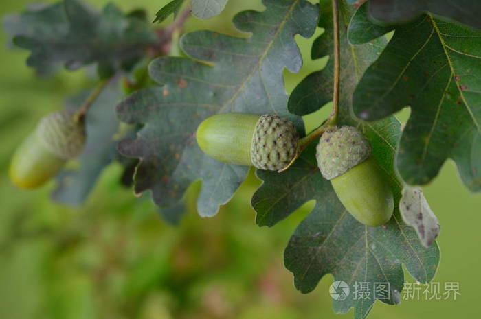 绿橡子树枝上有橡树叶紧靠在橡树上模糊的其他叶子前面