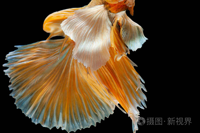 斗鱼斗鱼广受欢迎的水族馆鱼类大耳朵哑巴金黄色光滑的半月形长尾斗鱼