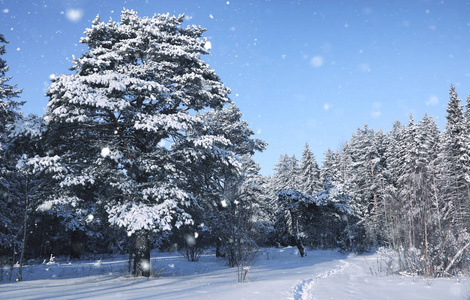 冬雪中的神奇松树林图片