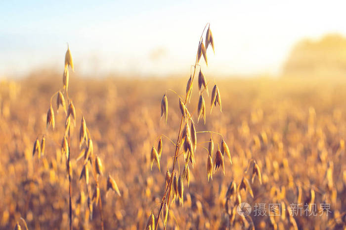 黎明的太阳照亮了田野上的燕麦穗