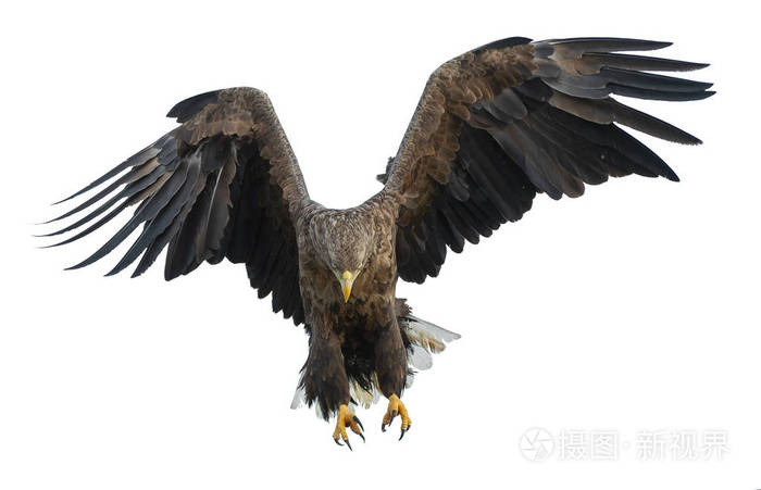 成年白尾鹰飞行. 孤立在白色背景上.