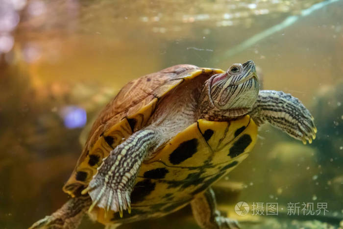 美丽的乌龟在水中游得很近