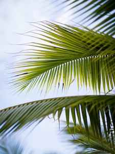 椰子叶棕榈树