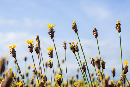 林恩 美女 美丽的 开花 草地 花瓣 颜色 自然 春天 植物