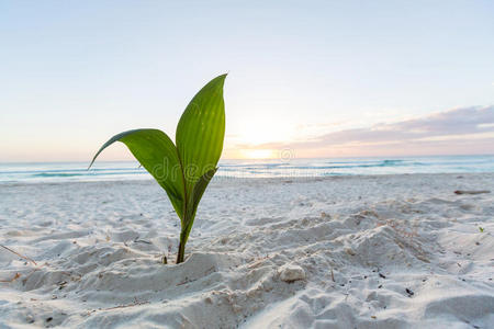 自然 权力 植物 海滨 棕榈 幼苗 天堂 海岸线 生活 漂浮物