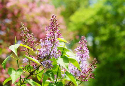 夏背景上丁香花的枝条