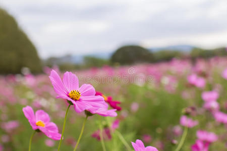 花的 美女 盛开 风景 颜色 乡村 美丽的 粉红色 花园