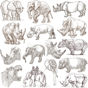 素描 包装 复古的 艺术品 自然 古典的 动物群 非洲 大象