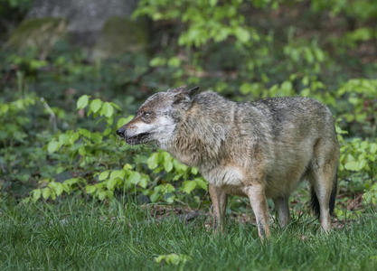 捕食者 危险 肖像 野生动物 狼疮 犬科动物 自然 鼻子