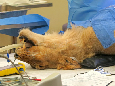 诊所 操作 毛皮 专家 狮子座 桌子 狮子 外科医生 哺乳动物