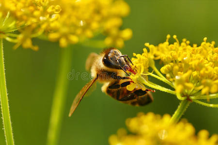 生物 盛开 收获 蜂胶 农业 蜂蜜 蜜蜂 美丽的 开花 养蜂