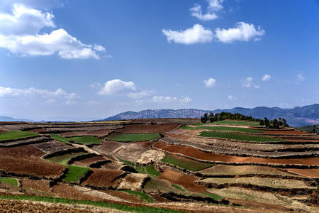 小麦 作物 自然 东川 土地 农场 风景 农业 云南 美丽的