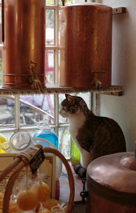 村子里古老的香水实验室窗台上的猫
