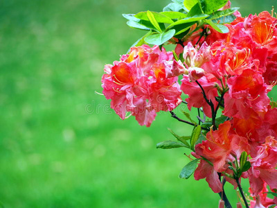 花儿 灌木 自然 花园 分支 植物区系 粉红色 花的 雌蕊