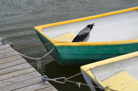 渔船上的鸟被绑在码头上