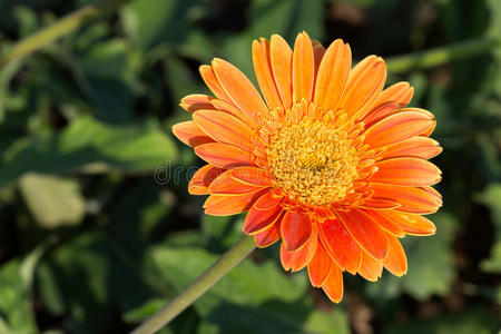 植物区系 植物学 夏天 开花 美丽的 颜色 非洲菊 季节