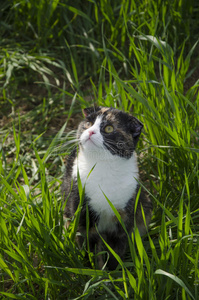 一只苏格兰折叠猫在田野里散步