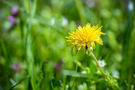 蒲公英 公园 环境 花的 生长 领域 草本植物 草地 花园