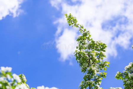 天空背景上盛开的山楂