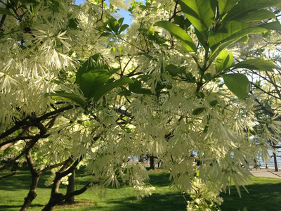 丁香花。