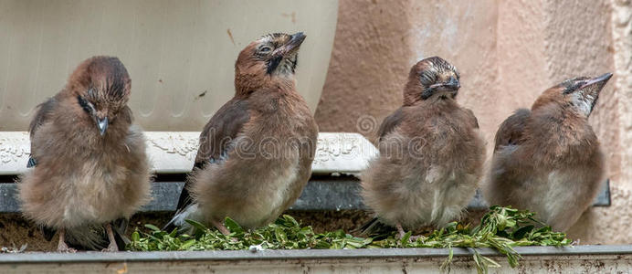 4月龄欧亚混血儿garrulus galarius喂养