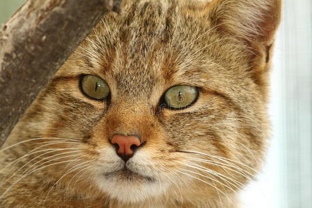动物 面对 肖像 猫科动物 眼睛 凝视 自然 毛皮 捕食者