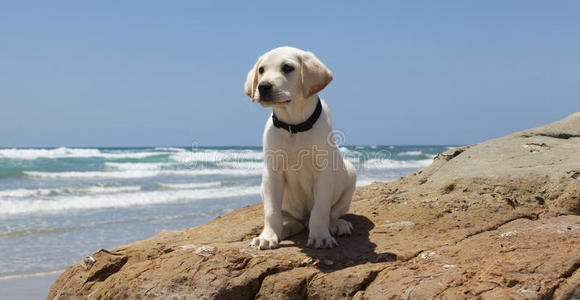 宠物 天空 加利福尼亚 岩石 夏天 拉布拉多 可爱的 小狗