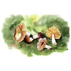 秋天 插图 收集 生物学 牛肝菌 香菇 颜色 生态学 蘑菇