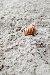 动物 海滩 爬行 海洋 海事 蜗牛 海岸 煤泥 纹理 自然