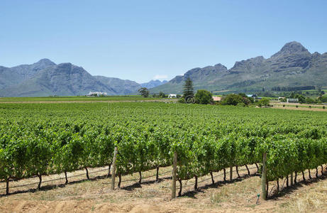 储备 酒精 领域 葡萄 农业 收获 美女 风景 树叶 行业