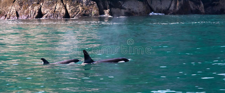 奥卡 海洋 海洋生物 哺乳动物 家庭 海岸 杀手 呼吸 美国