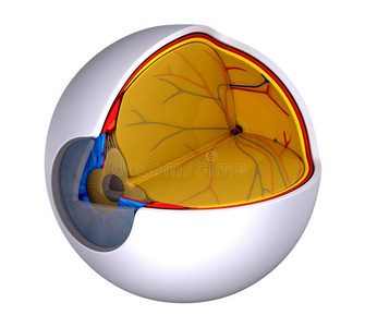 眼睛横断面真实人体解剖隔离在白色